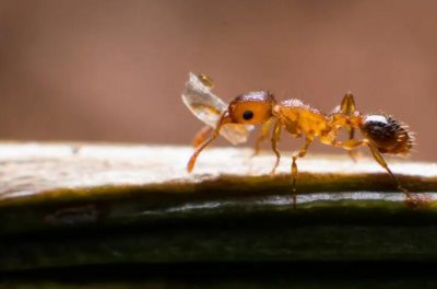 ​家里的小黄蚂蚁怎样根除？消除小黄家蚁小妙招是什么