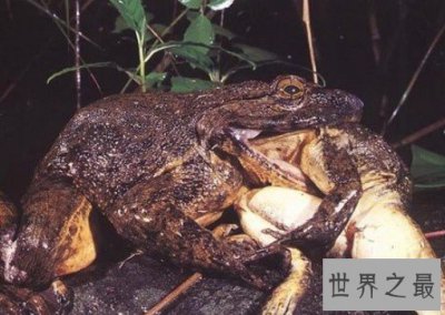 ​有史以来最大的青蛙，敢偷吃霸王龙幼崽