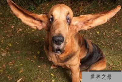 ​世界上耳朵最长的狗狗 哈伯狗狗 (右耳厂34厘米)