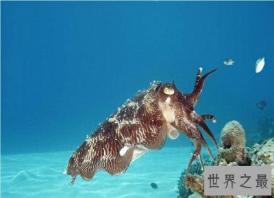 ​世界上最大的无脊椎动物大王酸浆鱿  体型庞大不可食用