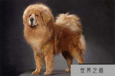 ​世界十大最贵的狗 藏獒的价格可以抵得上北京二环的房价了