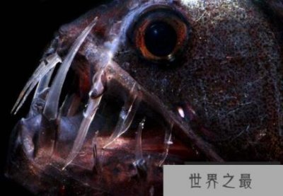 ​深海毒蛇鱼，长着毒蛇一般的獠牙(嘴里都放不下)
