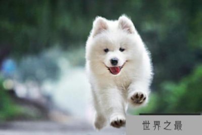 ​世界十大最漂亮的狗排名榜 微笑天使萨摩耶位列第一