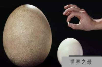 ​世界上最小的鸟蛋