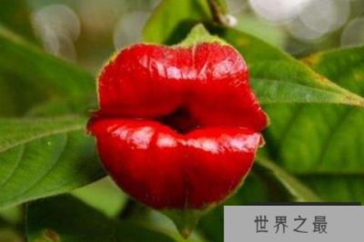 ​世界上最性感的花：嘴唇花犹如女人的红唇