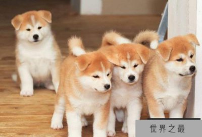 ​世界十大最忠诚的狗排名 秋田犬排第一，土狗上榜