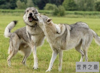 ​世界上最大的爱尔兰猎狼犬，体重能够达到110斤