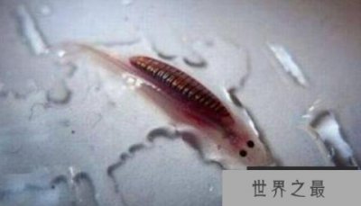 ​世界上最可怕的吸血鱼可以进入尿道以吸收血液